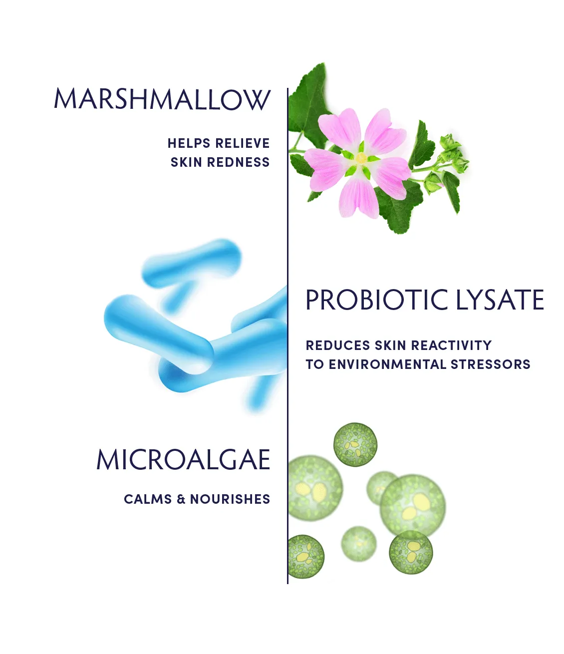 Marshmallow & Probiotic Sensitivity Soothing Cream Cleanser